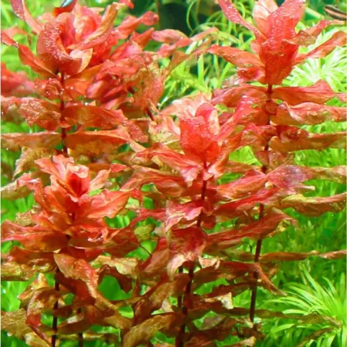 Rotala macandra (planta Aquário muda)