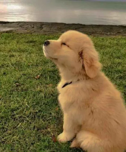 Filhote Golden Retriever, O presente perfeito para você e sua família tem quatro patas!