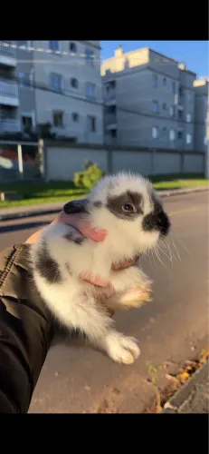 Coelhos mini lion