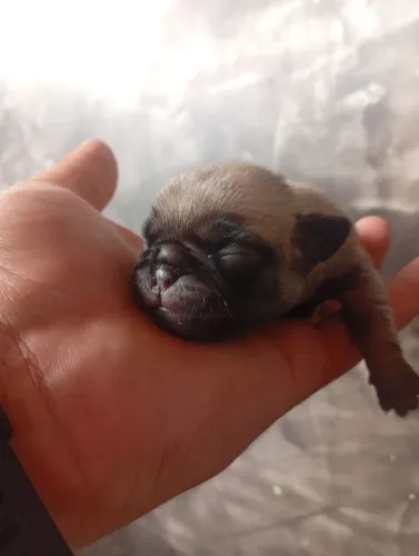 Cachorro Pug a venda