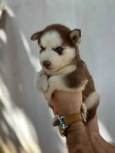 Vende-se filhotes de Husky siberiano