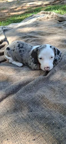 Filhote Dachshund