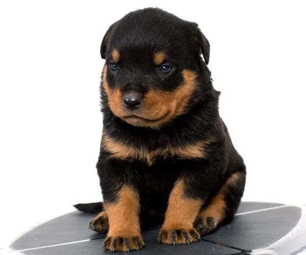 Filhote de Rottweiler um filhote impressionante e muito carinhoso