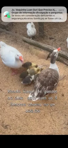 Vendo casal de gansos com filhotes