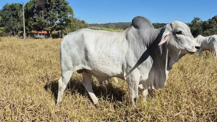 Touro Tabapuã