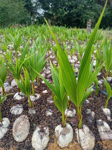 Mudas de Coco Anão 