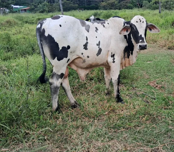 Troco boi em 2 vacas de leite ou em outro boi manso de sela . Enterresados entra no pv.