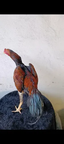 Frango galo da raça shamo.