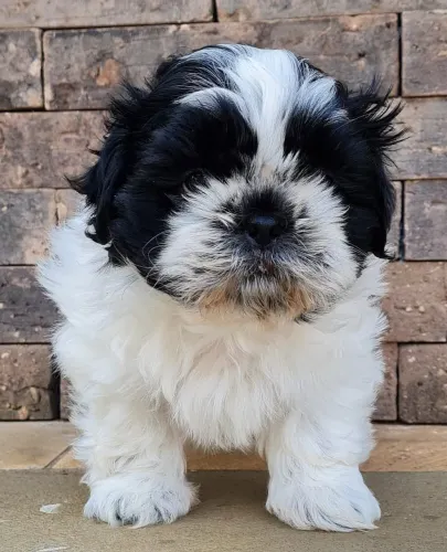 Shih Tzu Uma oportunidade para quem ama pets