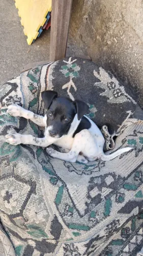 Adoção responsável cachorrinho