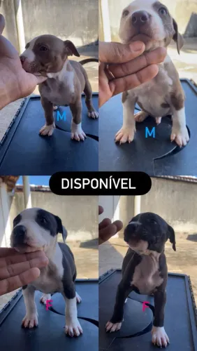 Filhotes disponíveis