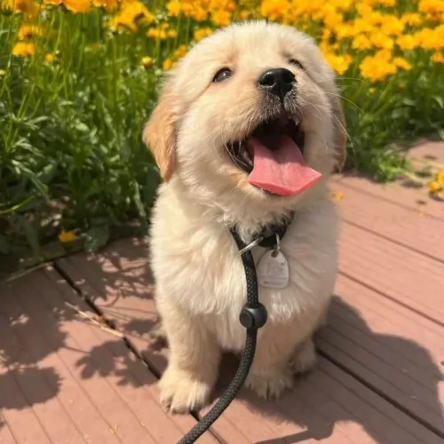 Filhotes De Golden Retriever - Amor Em Versão Mini