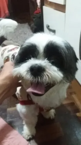 Doação de Shitzu