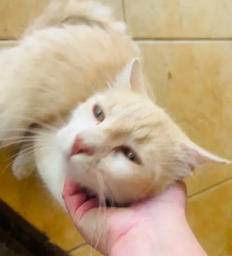 Doação de gato lindo beje peludo