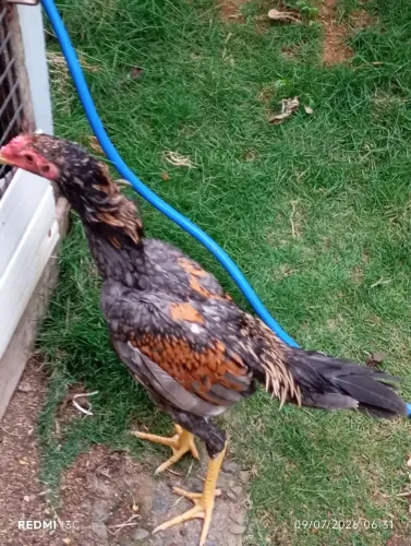 Frango índio puro