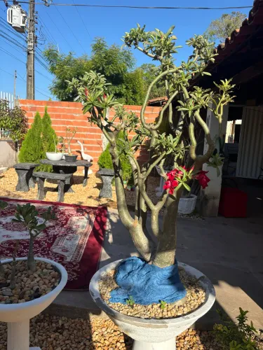 Rosa do deserto gigante duas cores vermelha e rosa clara