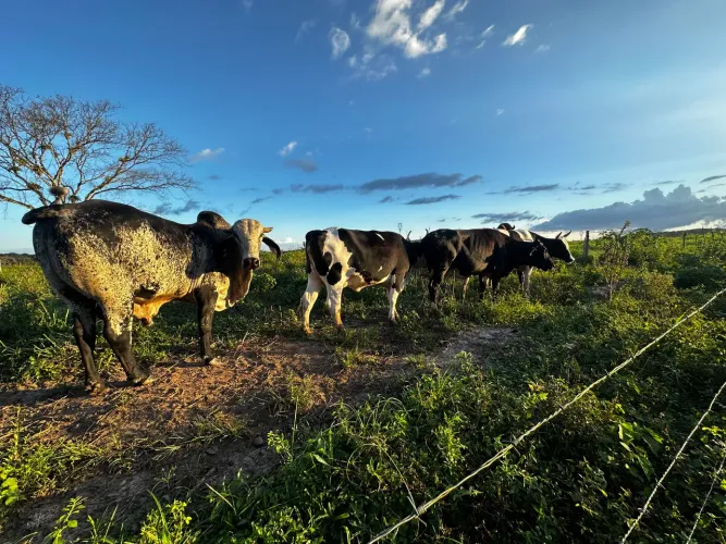 Vaca leiteira e touro gir