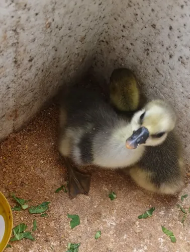 FILHOTES DE GANSOS