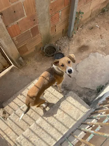 Doa-se cachorros porte médio
