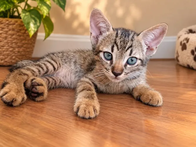 Gatinho cinza lindo de 2 meses