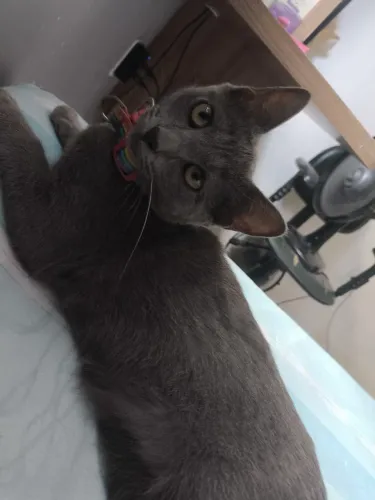 Gata Russa azul