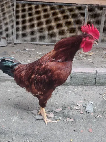 Frango Embrapa 51