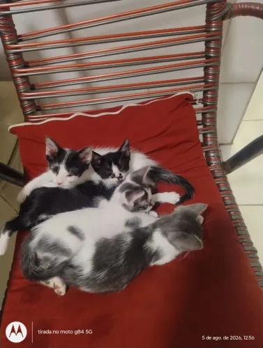 Adoção de gatinhos