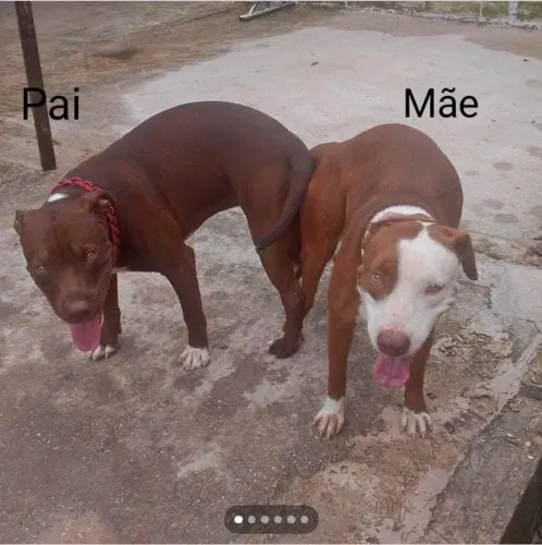 Filhote de Américan terrier