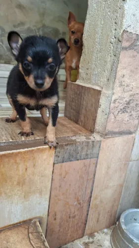 FILHOTE DE PINSCHER
