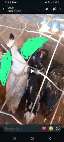 Tenho 4 patas femias já botando ovos prá vender 