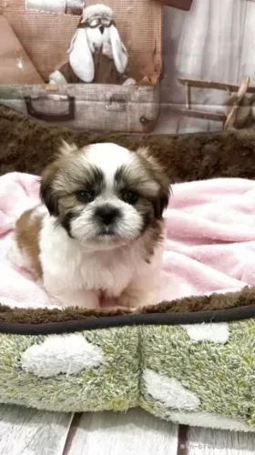 Baby linhagem especial Shih tzu/Shitzu