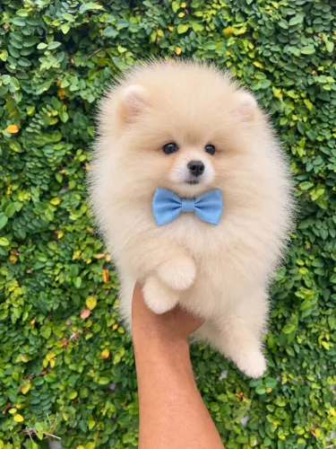 Lulu Da Pomerania 