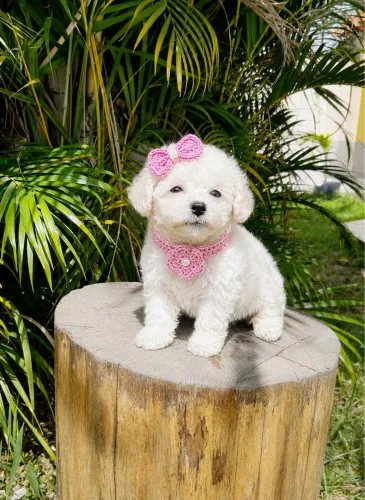 Poodle Toy fêmea branca pedigree