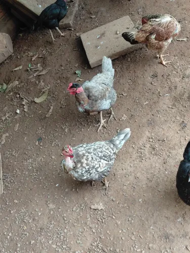 Galinha pescoço pelado