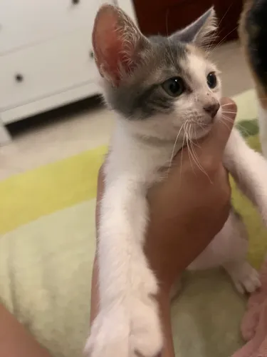 Gatinha