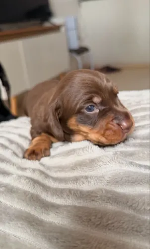 Filhotes de Dachshund (salsicha)