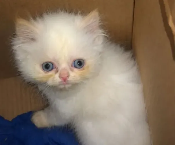 gatinha persa branca pelo longo olhos azul 