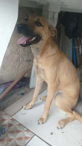 Doa se cachorro