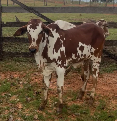 Venda bezerro Nelore pintado para tourinho