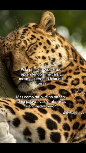 Procuro gatinhos filhotes pra adotar 