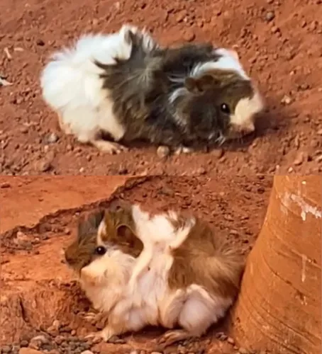 Filhotes de porquinho da índia
