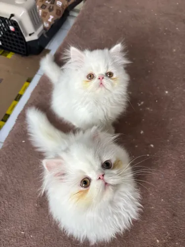 Gatinhos persa vacinados pedigree microchip
