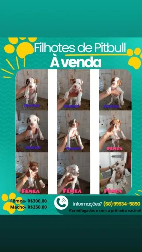 VENDE-SE FILHOTES DA RAÇA PITBULL
