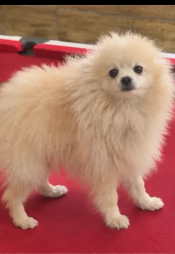? FILHOTE DE POMERÂNIA - LINDO E SUPER PELUDINHO ?
