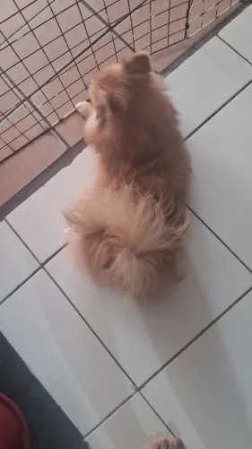 Lulu pomerânia FÊMEA splitz alemão 1 ano