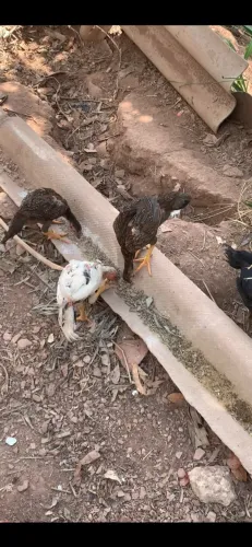 Franguinhos índios