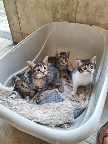Doação de Gatinhos