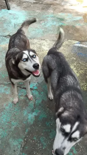 Husky siberiano original 