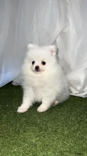 Lulu da Pomerânia ursinho