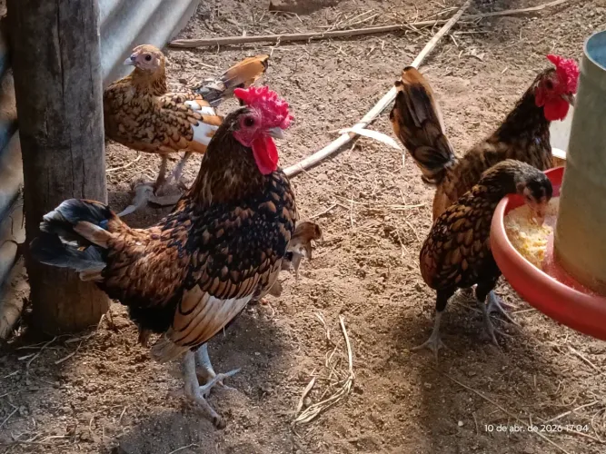Tenho pra venda casal de galinha sebright,,casal ayam cemani,,,casal sedosa